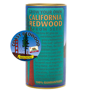 Coast Redwood - Seed Grow Kit